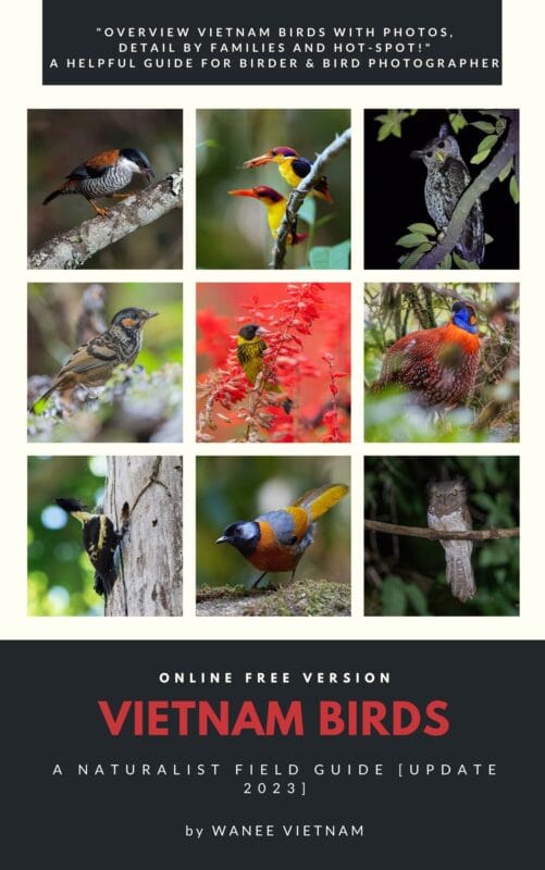 ONLINE free Version - VIETNAM BIRDS - A Naturalist field guide [update 2023] - by WANEE VIETNAM