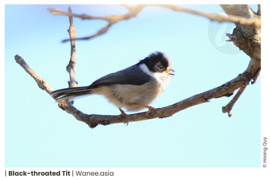 Black-throated Tit