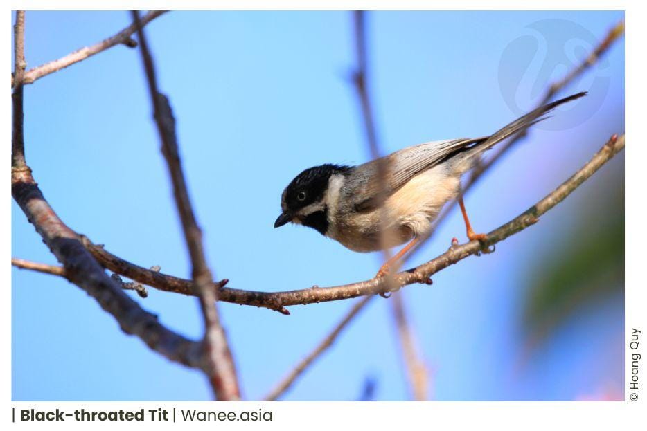 Black-throated Tit