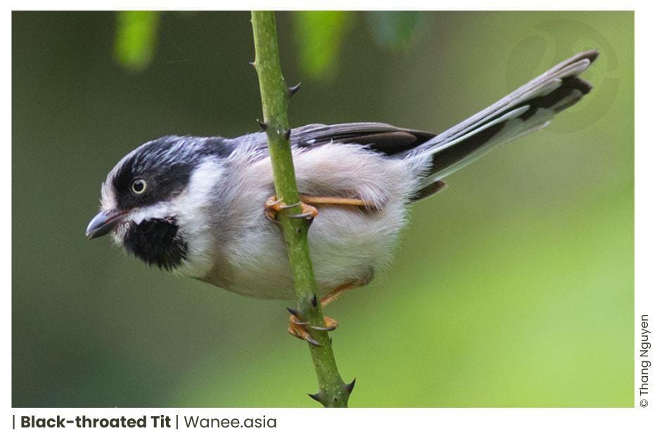 Black-throated Tit