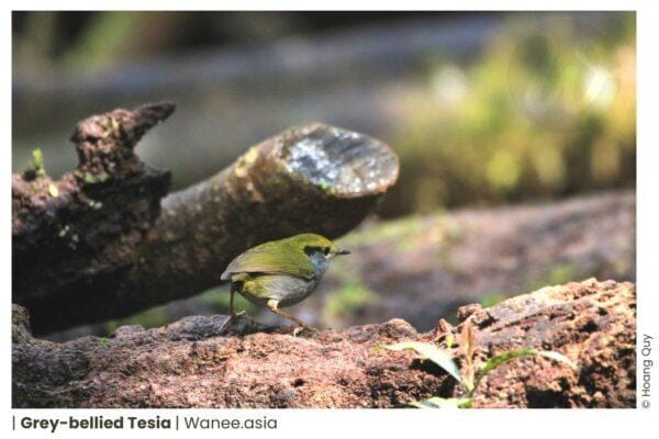 14 Enchanting Bush Warblers of Vietnam's Avian Diversity: Harmonious Melodies