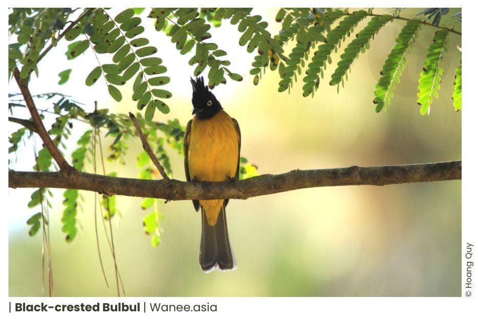 21 Stunning Bulbuls in Vietnam's A Melodious Symphony 7 21 Stunning Bulbuls in Vietnam's A Melodious Symphony