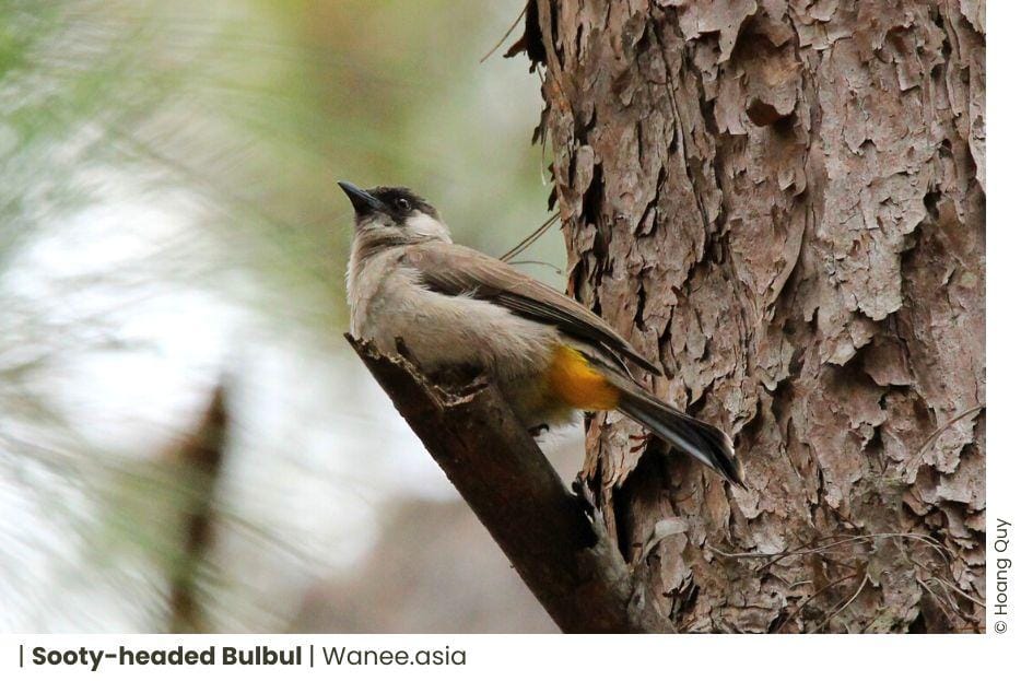 21 Stunning Bulbuls in Vietnam's A Melodious Symphony 8 Frame chim 18 WANEE Go-WILD
