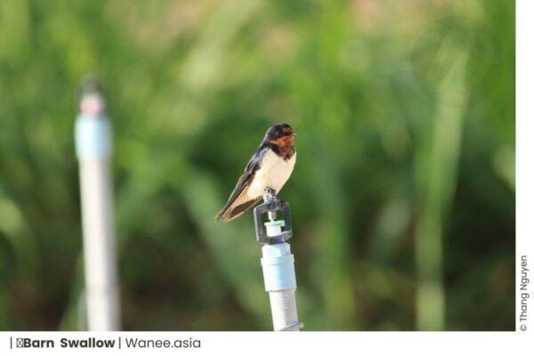 Mesmerizing Flight: 12 Graceful Swallows and Martins of Vietnam's Hirundinidae Family