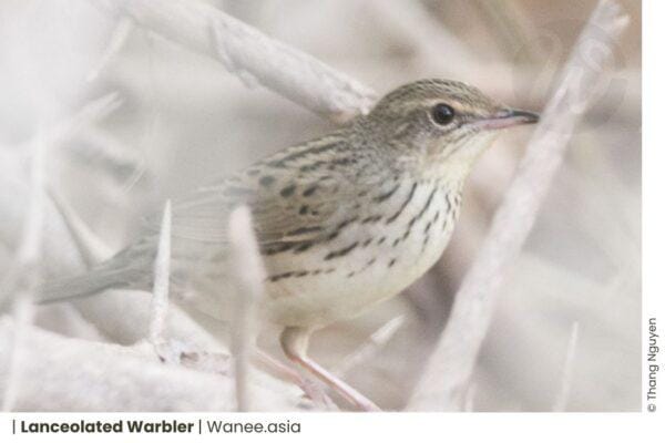 9 Vibrant Grasshopper-Warblers and Grassbirds of Vietnam And The Breathtaking Harmony