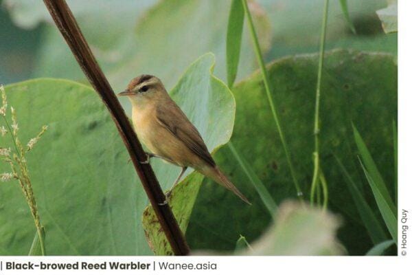 7 Magnificent Reed-Warblers of Vietnam: A Resounding Symphony