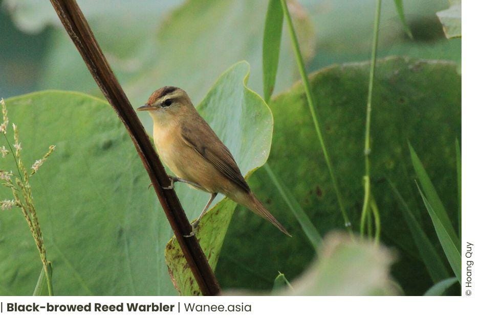 7 Magnificent Reed-Warblers of Vietnam: A Resounding Symphony 3 7 Magnificent Reed-Warblers of Vietnam: A Resounding Symphony