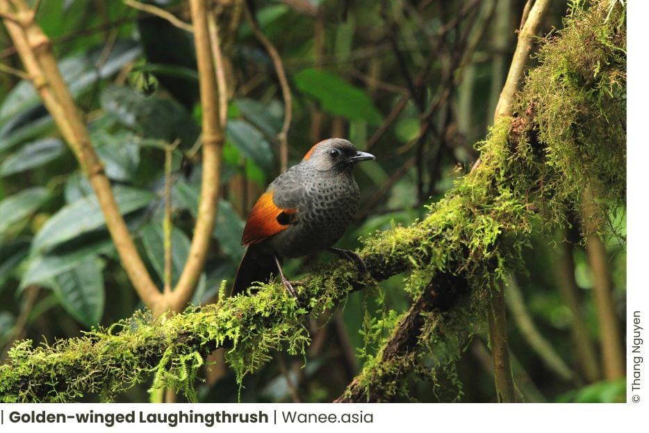 Kontum Plateau Birding Herping and Wildlife Tours 15 Frame chim 23 WANEE Go-WILD