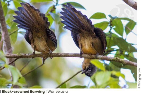 Kontum Plateau Endemic and Highlight bird