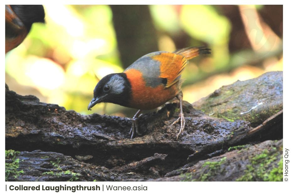 46 Laughingthrushs Of Vietnam 12 Frame chim 3 WANEE Go-WILD
