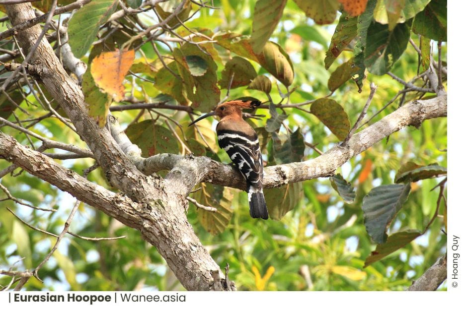 10 Amazing Eurasian Hoopoes Thriving in Vietnam 5 10 Amazing Eurasian Hoopoes Thriving in Vietnam