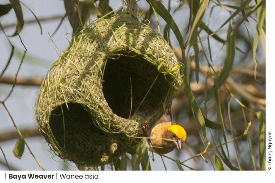 Vibrant Trio of Weavers in Vietnam: Exploring the Colors and Craftsmanship of These Skilled Birds 3 Vibrant Trio of Weavers in Vietnam: Exploring the Colors and Craftsmanship of These Skilled Birds