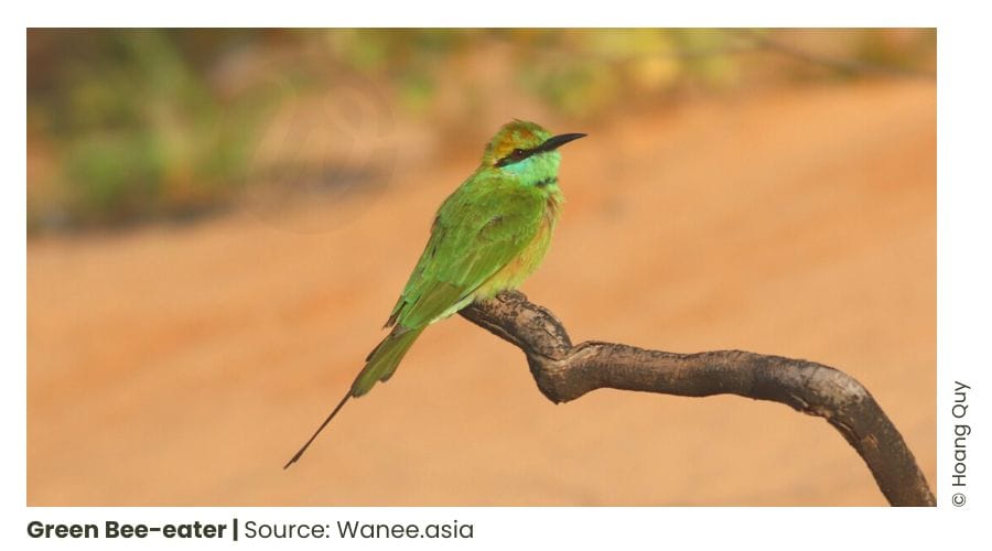 5 Bee-eaters Of Vietnam 2 Bee-eaters Of Vietnam