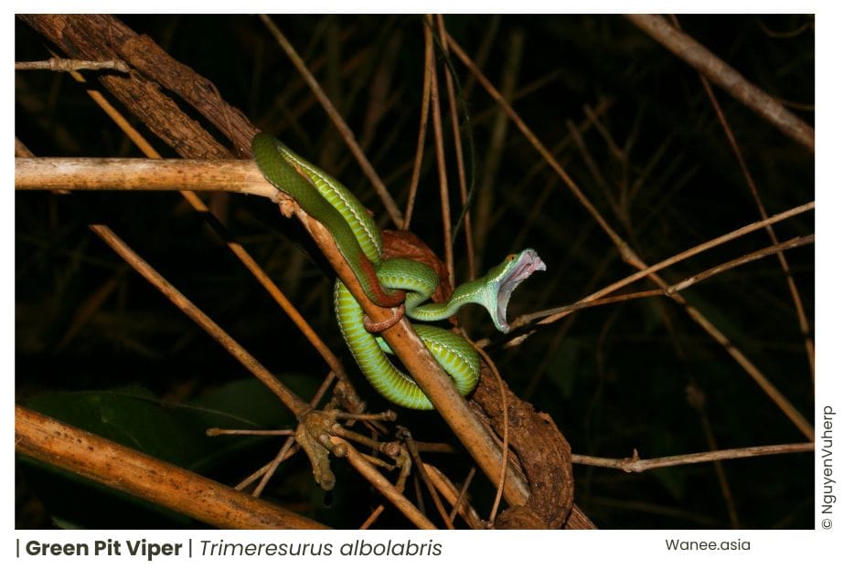 Herping in Vietnam: A Guide to Finding Snakes and Lizards in the Wild -2023 9 Herping in Vietnam: A Guide to Finding Snakes and Lizards in the Wild -2023