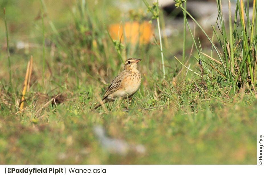 15 Species of Pipits and Wagtails in Vietnam: A Guide to Their Diversity and Habitat 5 15 Species of Pipits and Wagtails in Vietnam: A Guide to Their Diversity and Habitat