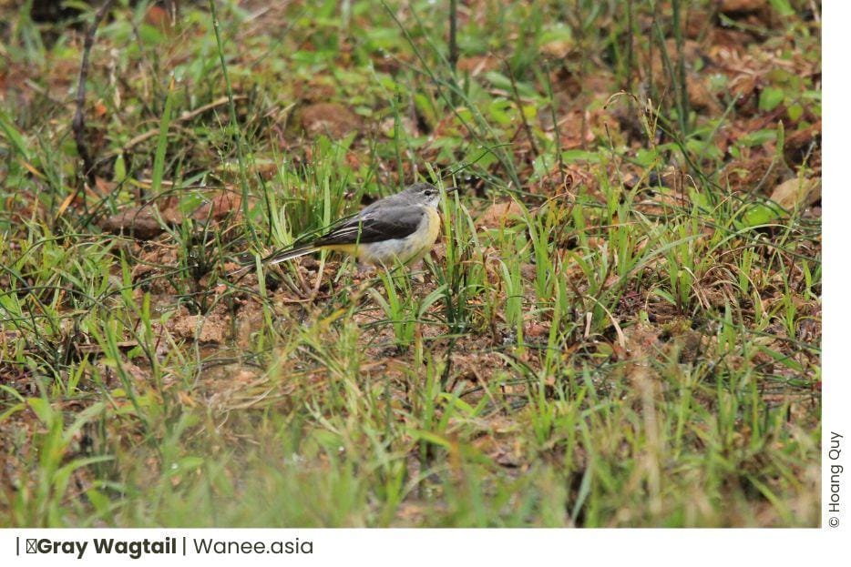 15 Species of Pipits and Wagtails in Vietnam: A Guide to Their Diversity and Habitat 6 15 Species of Pipits and Wagtails in Vietnam: A Guide to Their Diversity and Habitat