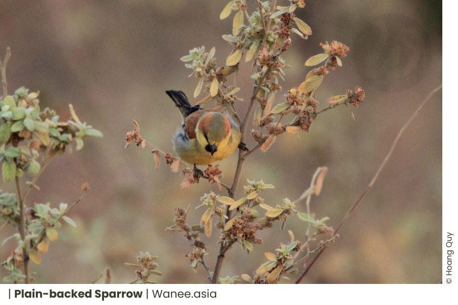 Exploring the Diversity of Sparrows in Vietnam: 4 Fascinating Species 6 Frame chim 4 WANEE Go-WILD