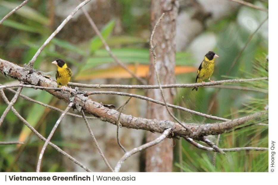 Thriving Beauty: 15 Colorful Finches of Vietnam That Will Amaze You 3 Thriving Beauty: 15 Colorful Finches of Vietnam That Will Amaze You