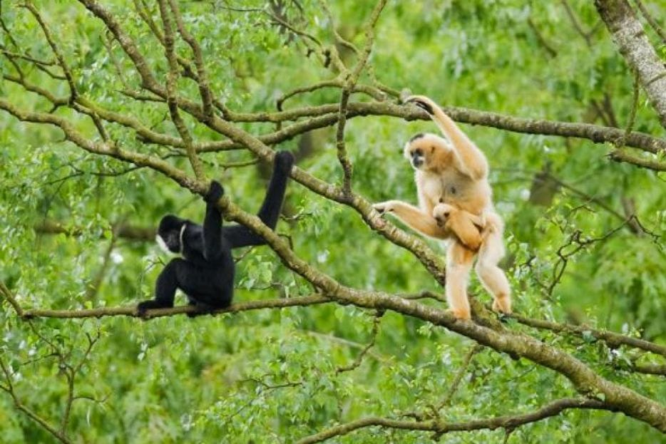 Pu Mat National Park – How to Explore wild & Nature in 2023 4 Frame phong canh 15 WANEE
