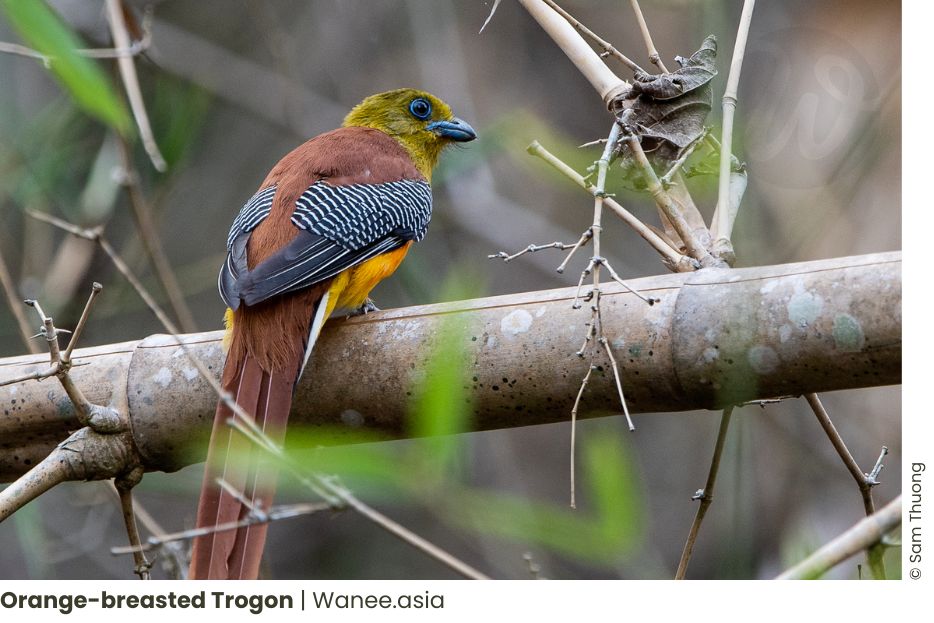 Guide to Visiting Cat Tien National Park: Discover the Enchanting Beauty 58 Frame chim 1 WANEE Go-WILD