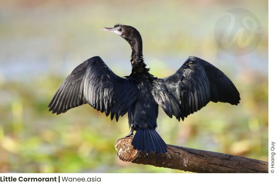 8 Best Birding Places Near Ho Chi Minh City: Explore the Avian Wonders! 37 Frame chim 10 WANEE Go-WILD