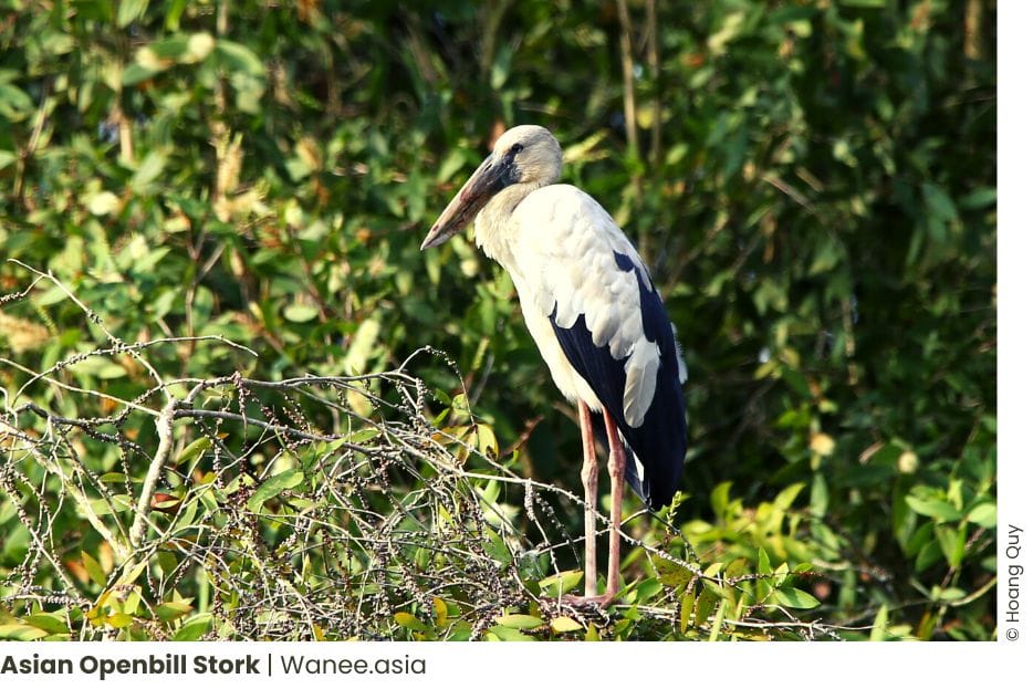8 Best Birding Places Near Ho Chi Minh City: Explore the Avian Wonders! 38 Frame chim 12 WANEE Go-WILD