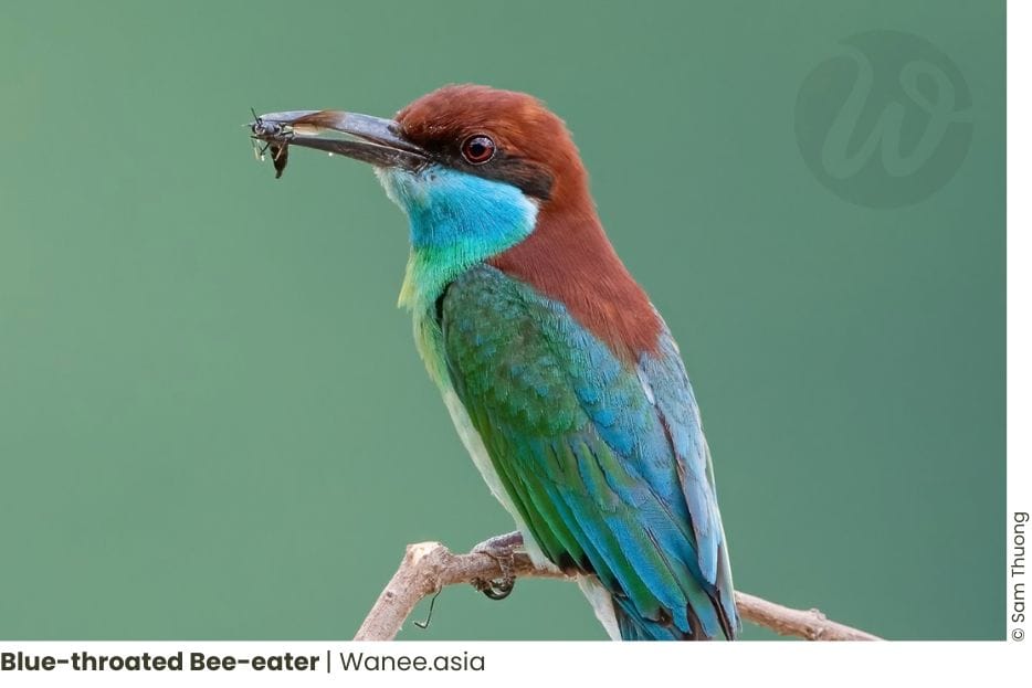 8 Best Birding Places Near Ho Chi Minh City: Explore the Avian Wonders! 39 Frame chim 13 WANEE Go-WILD