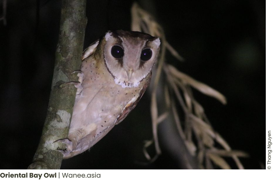 Guide to Visiting Cat Tien National Park: Discover the Enchanting Beauty 59 How to Birding in Binh Chau Phuoc Buu Nature Reserve