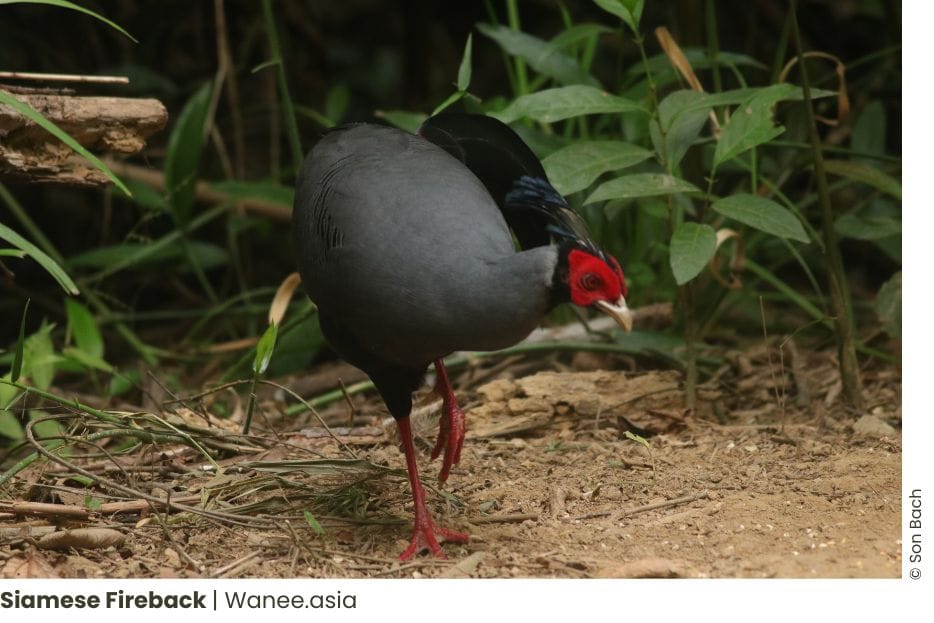 8 Best Birding Places Near Ho Chi Minh City: Explore the Avian Wonders! 41 Frame chim 15 WANEE Go-WILD