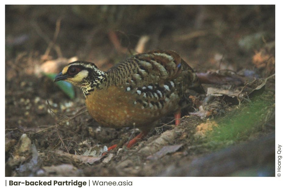 8 Best Birding Places Near Ho Chi Minh City: Explore the Avian Wonders! 33 Frame chim 2 WANEE Go-WILD