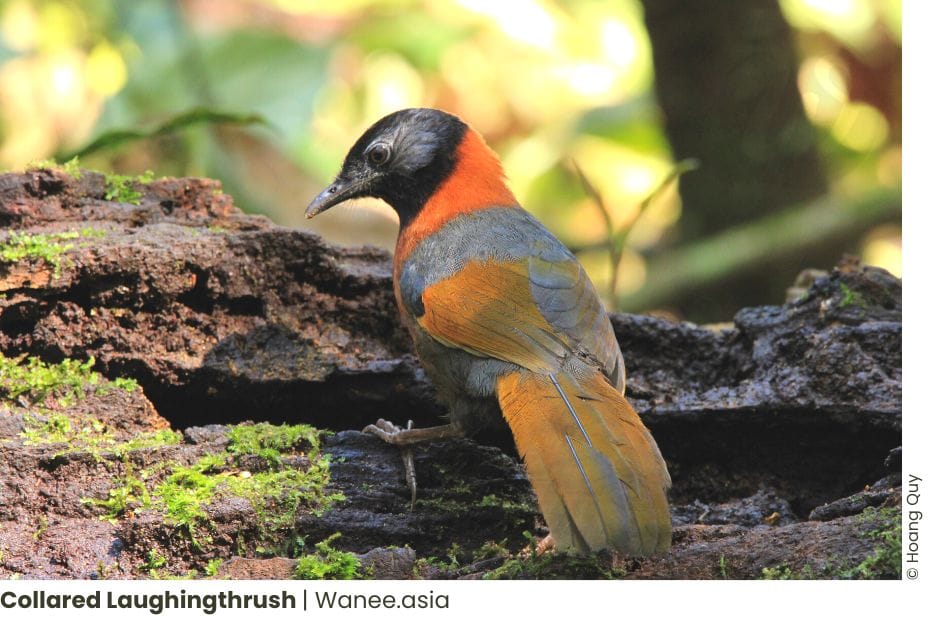 8 Best Birding Places Near Ho Chi Minh City: Explore the Avian Wonders! 31 Frame chim 3 WANEE Go-WILD