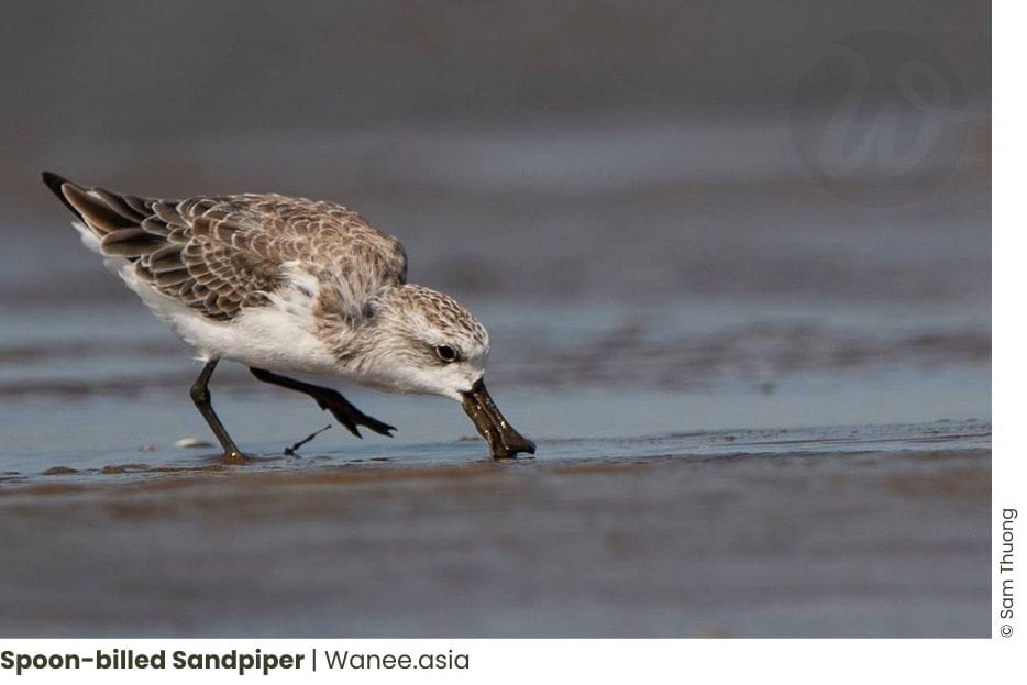 5 Mudflats Habitat for Shorebirds in Vietnam 14 Frame chim 5 WANEE Go-WILD