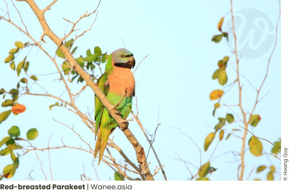 8 Best Birding Places Near Ho Chi Minh City: Explore the Avian Wonders! 35 Frame chim 6 WANEE Go-WILD