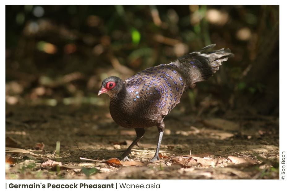 8 Best Birding Places Near Ho Chi Minh City: Explore the Avian Wonders! 30 Frame chim WANEE Go-WILD