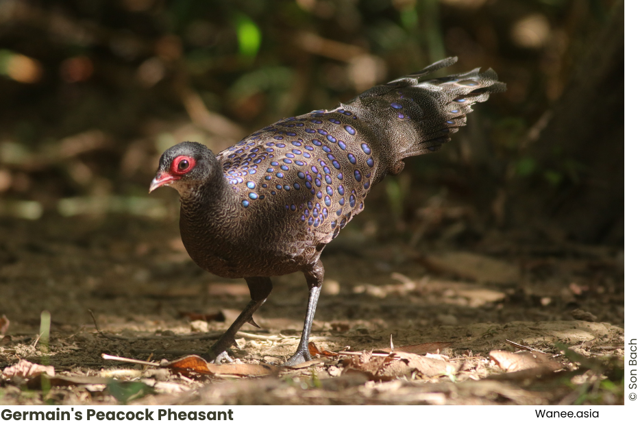 Guide to Visiting Cat Tien National Park: Discover the Enchanting Beauty 39 Frame chim WANEE Go-WILD