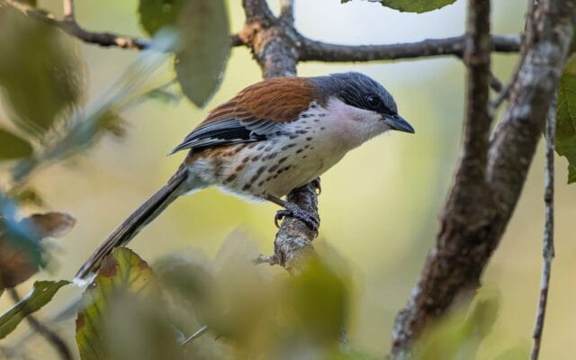 Cat Tien & Dalat Birding Tours Grey-crowned Crocias