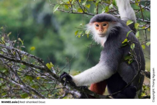 Vietnam Primates