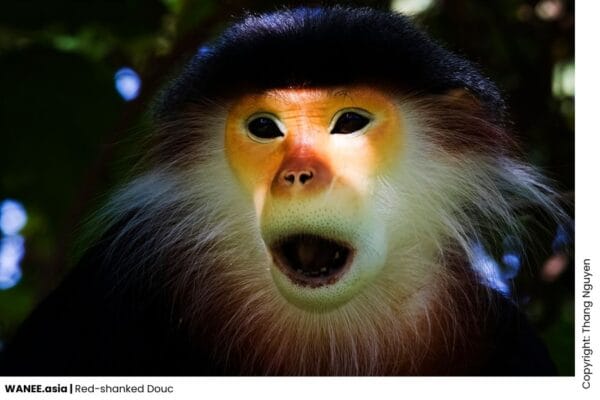 Red-shanked Douc | Vietnam Red-shanked Douc Langur photography expedition