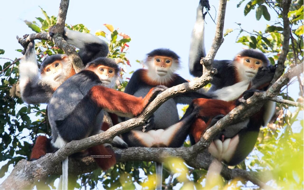Vietnam Primate Tours: Unforgettable Encounters with Gibbons & More 1 Itinerary—Vietnam Primate Photography Tours