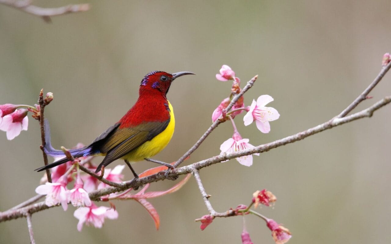 Cong Troi Trail – Top 1 Dalat Plateau Birding Trail Experience 7 Birding tour