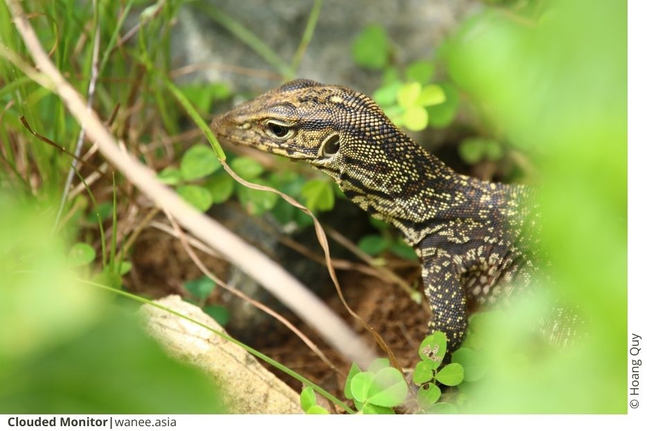 Seasonal Wildlife Sightings in Cat Tien National Park 3 Discovering Vietnam's Hidden Gem: The Con Dao Wildlife Expedition