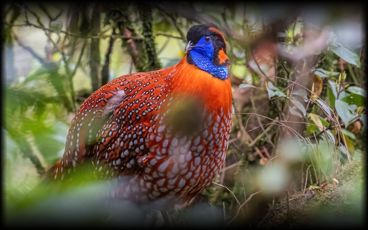 Vietnam Birding