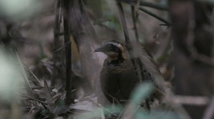 Exploring the Richness: Biodiversity Wonders of Cat Tien National Park in Viet Nam 26 5 WANEE Go-WILD