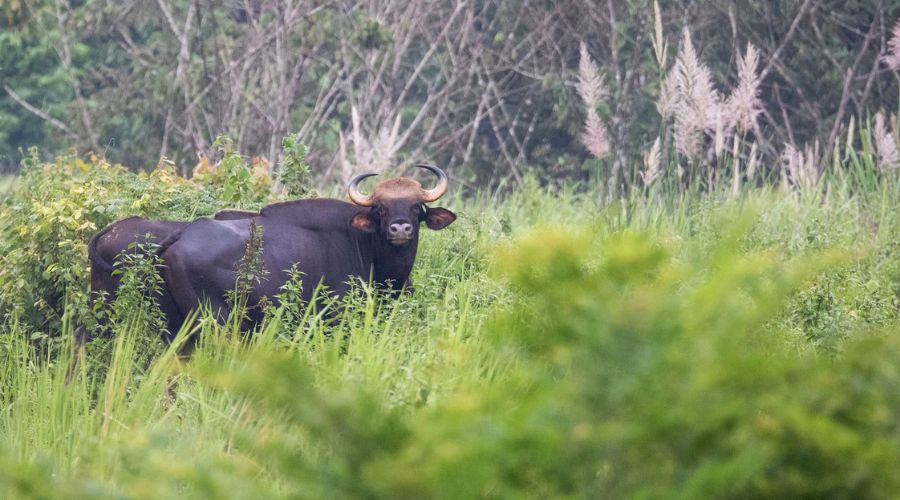 Exploring the Richness: Biodiversity Wonders of Cat Tien National Park in Viet Nam 33 6 WANEE Go-WILD