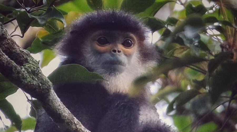 7 Primate Species in Cat Tien National Park: Unveiling the Enchanting Majesty of these Playful and Clever Companions 8 7 WANEE Go-WILD