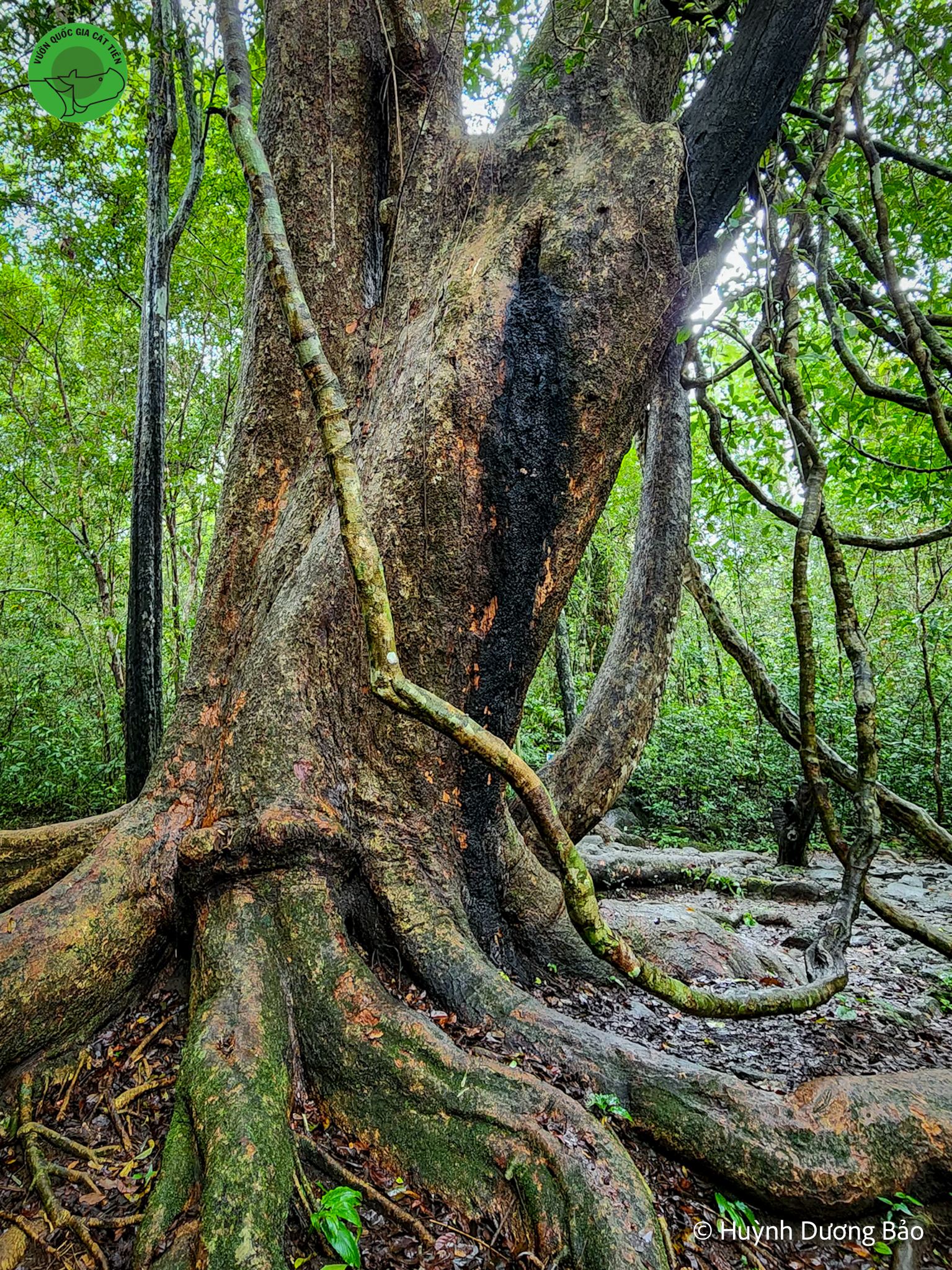 Top 5 Rare Ancient Trees In Cat Tien National Park Await Your Discovery