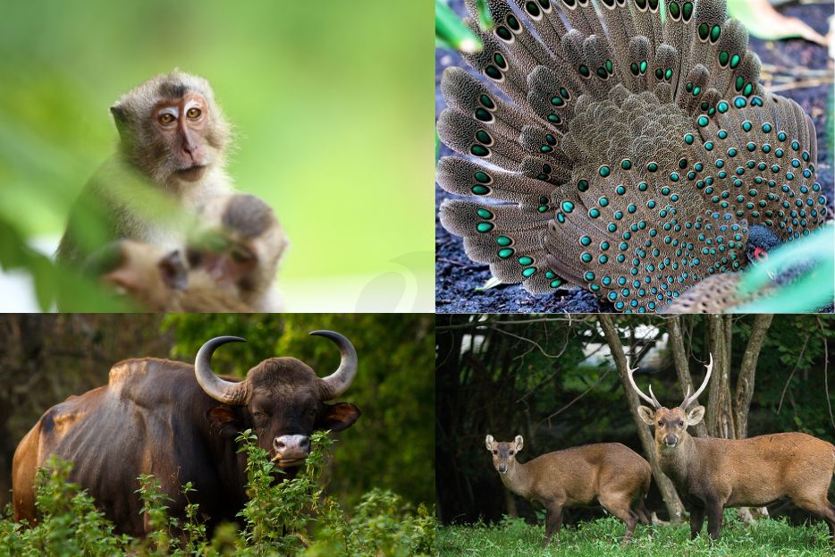 Seasonal Wildlife Sightings in Cat Tien National Park 2 Seasonal Wildlife Sightings in Cat Tien National Park