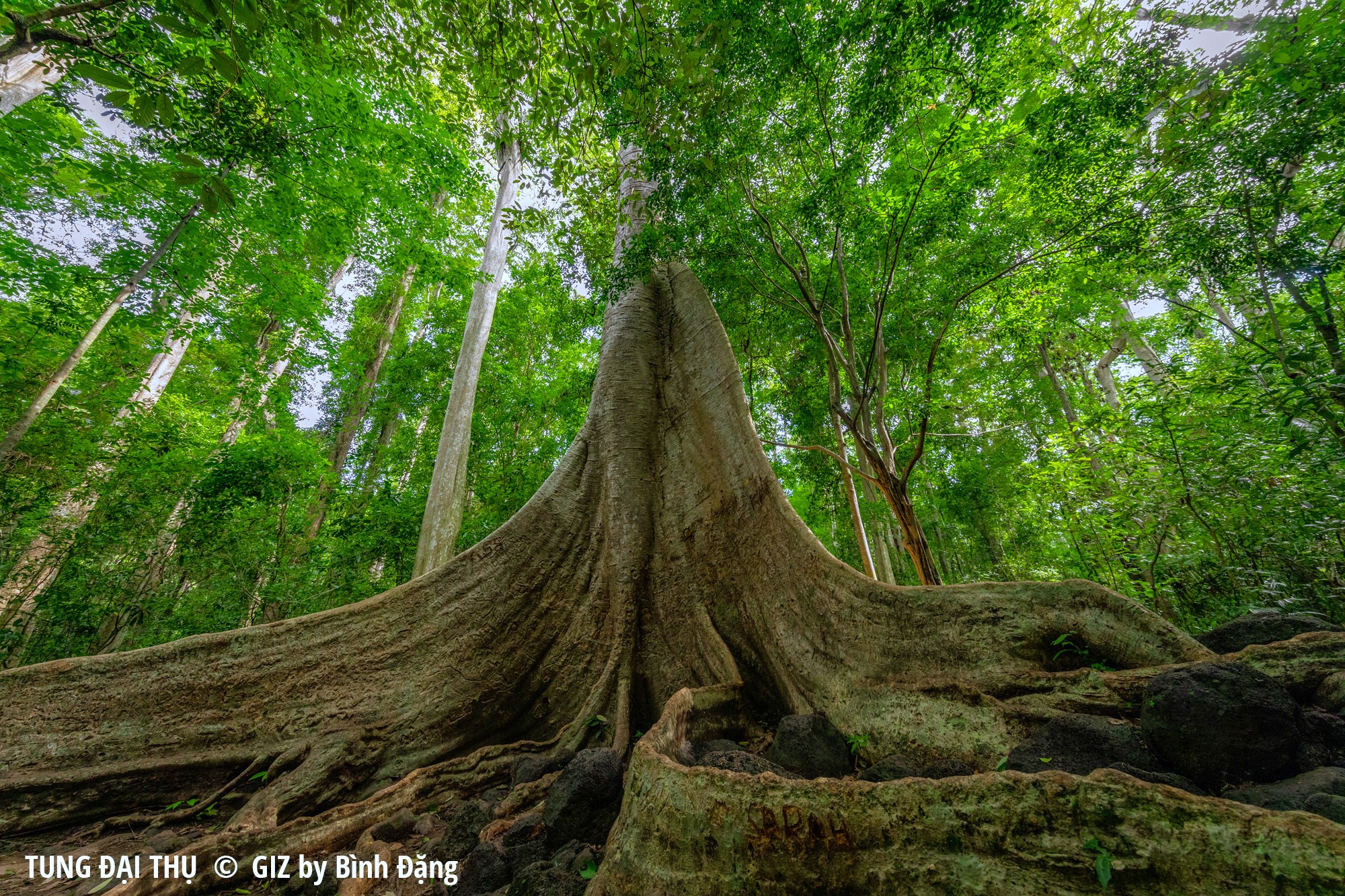 Trycant Tree Top 5 Rare Ancient Trees In Cat Tien National Park Await Your Discovery