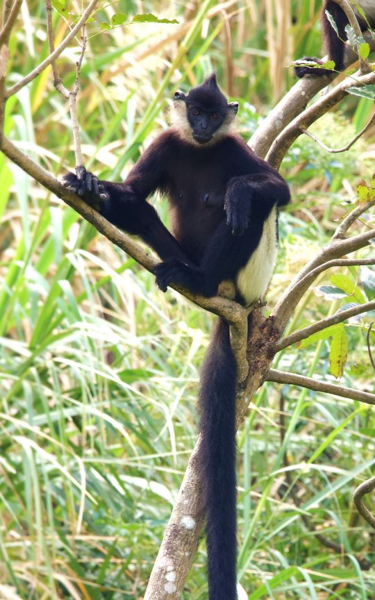 Species_profile - Critically endangered primate resting in tropical foliage, Delacour's Langur