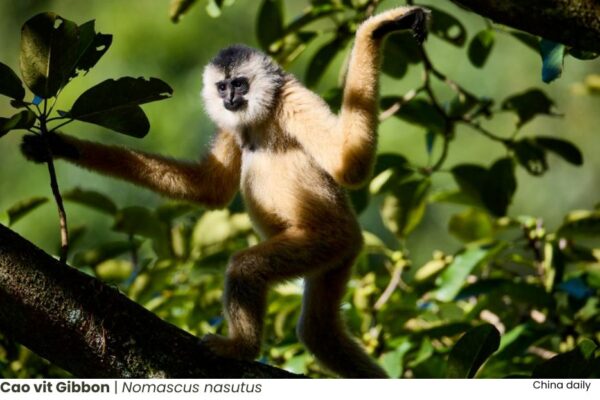 Species_profile - Cao vit Gibbon, Nomascus nasutus